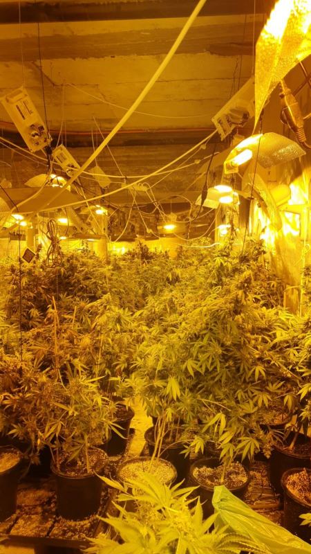 الشرطة : ضبط معمل لتصنيع المارجوانا داخل بناية في مدينة الطيبة